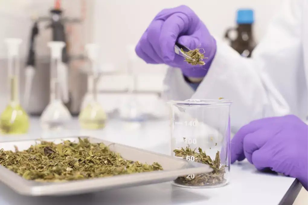 CANNABINOIDS PROFILING & TRACE ANALYSES​