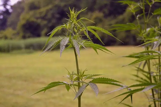 CBD-vs-THC